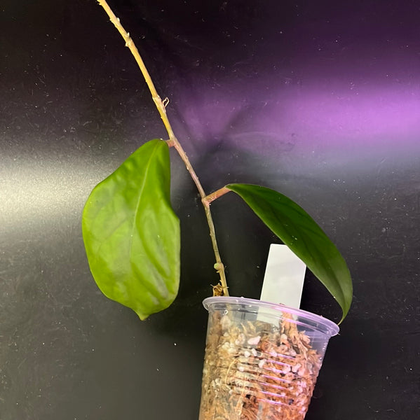 Hoya cv ‘merry - 1 node / 1 leaf - fresh cut - Unrooted
