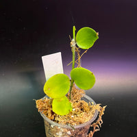 Hoya biakensis - Unrooted