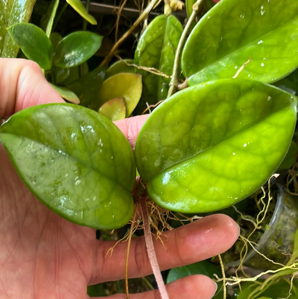Hoya fungii x pubicalyx - Unrooted
