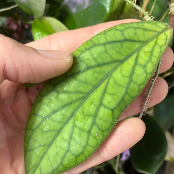 Hoya vitellinoides - Unrooted
