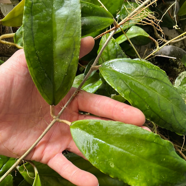 Hoya ranauensis - 1 node - Unrooted