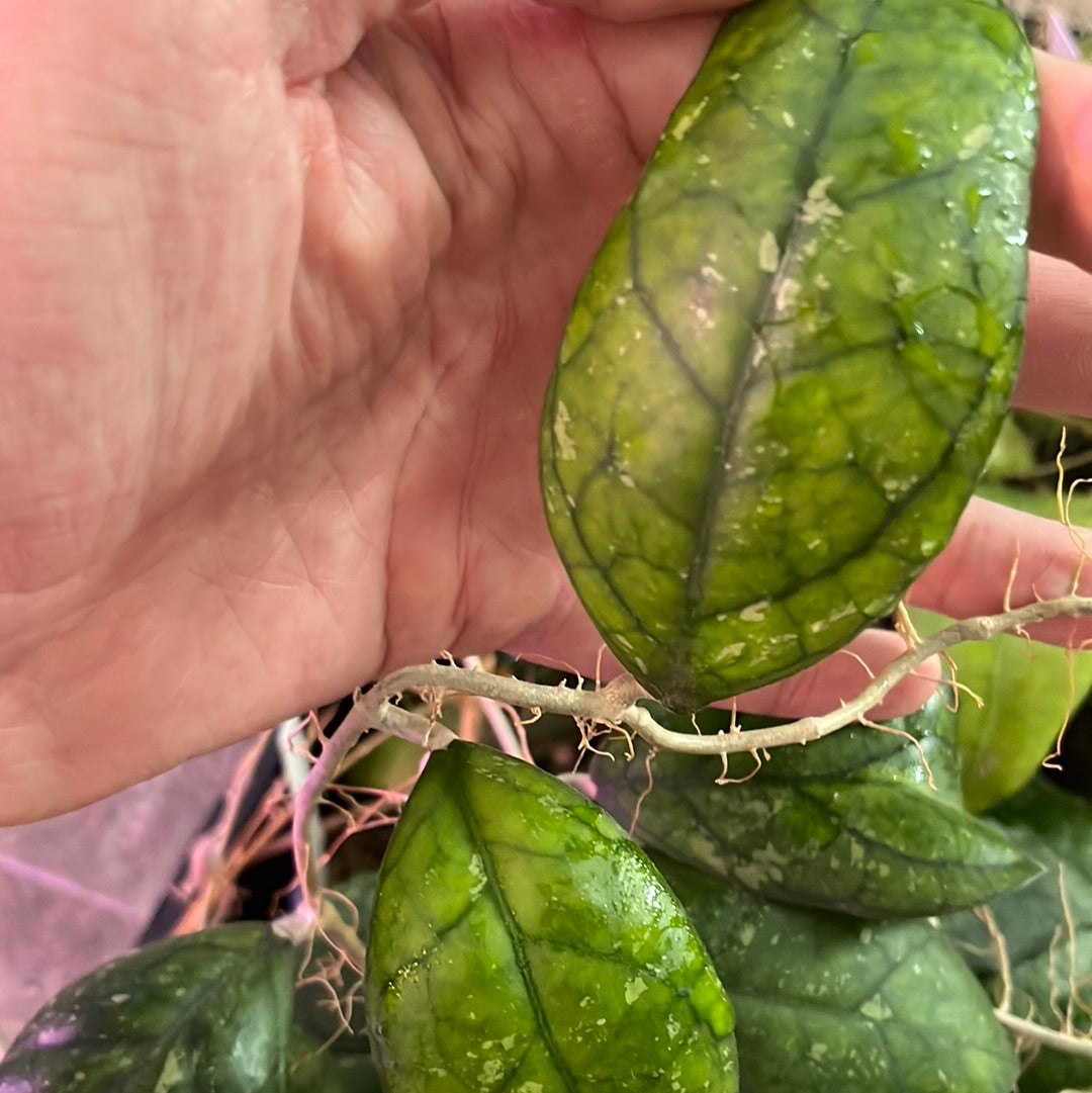 Hoya cv larisa - fresh cutting - 1 node