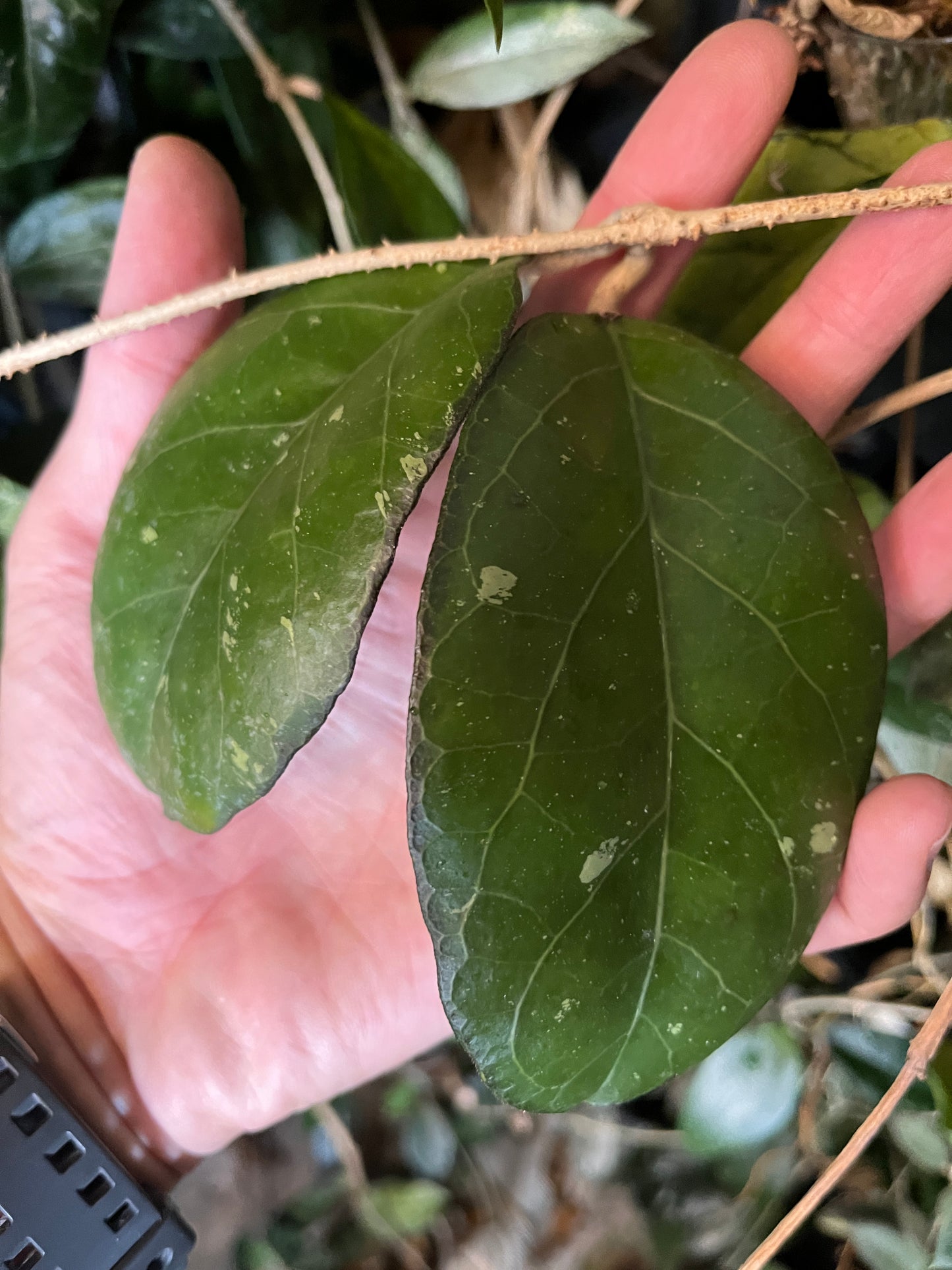 Hoya AH041/ ah-041- fresh cut - Unrooted