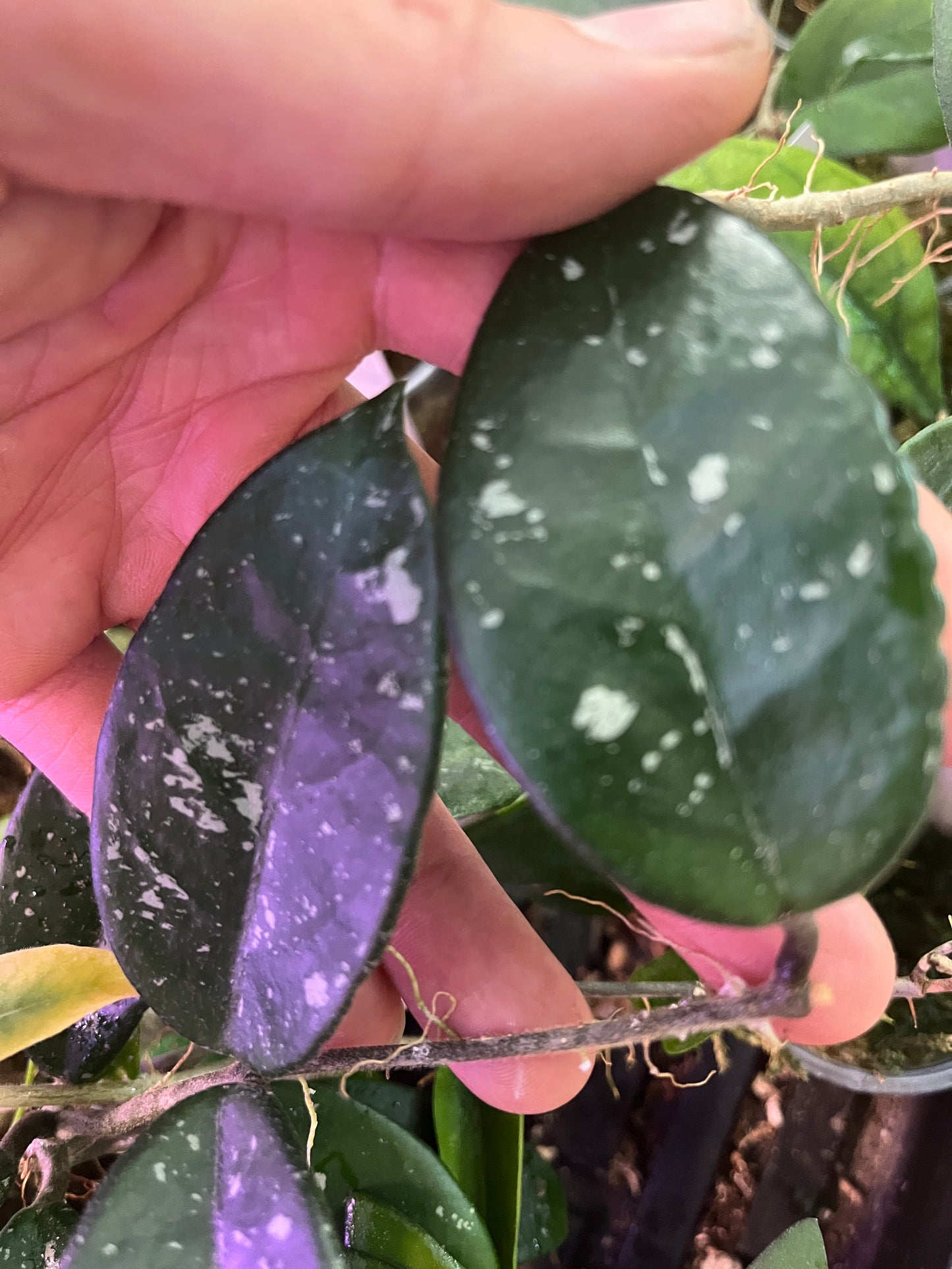 Hoya carnosa french spot - 1 node -Unrooted