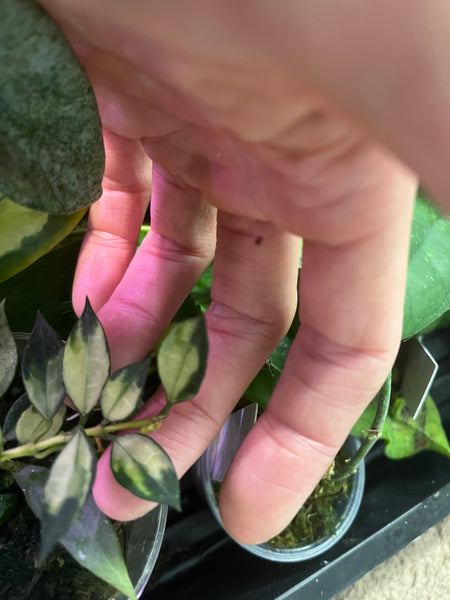 Hoya lacunosa variegated - fresh cut - 2 nodes - Unrooted
