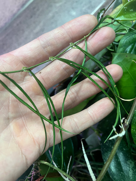 Hoya stenophylla - 3 nodes fresh cut - Unrooted