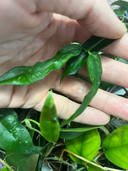 Hoya pandurata with splash - fresh cut - Unrooted