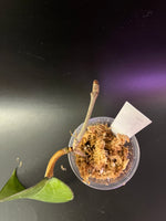 Hoya fusco marginata - Unrooted