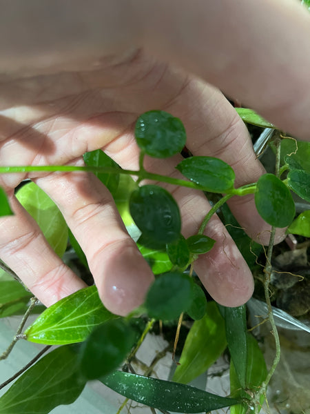 Hoya Lithophytica - Unrooted