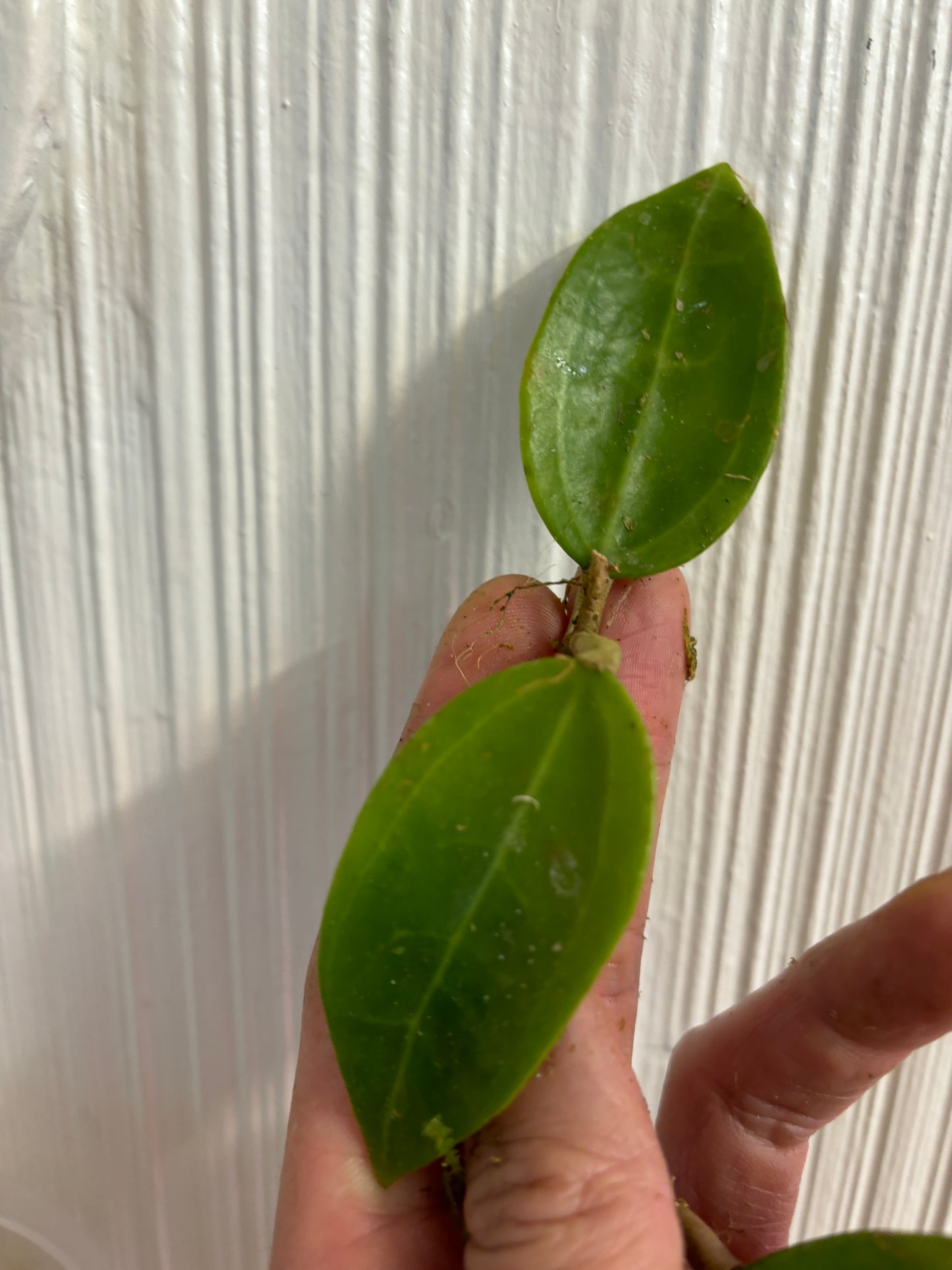 Hoya AH026 / ah-026 - Unrooted