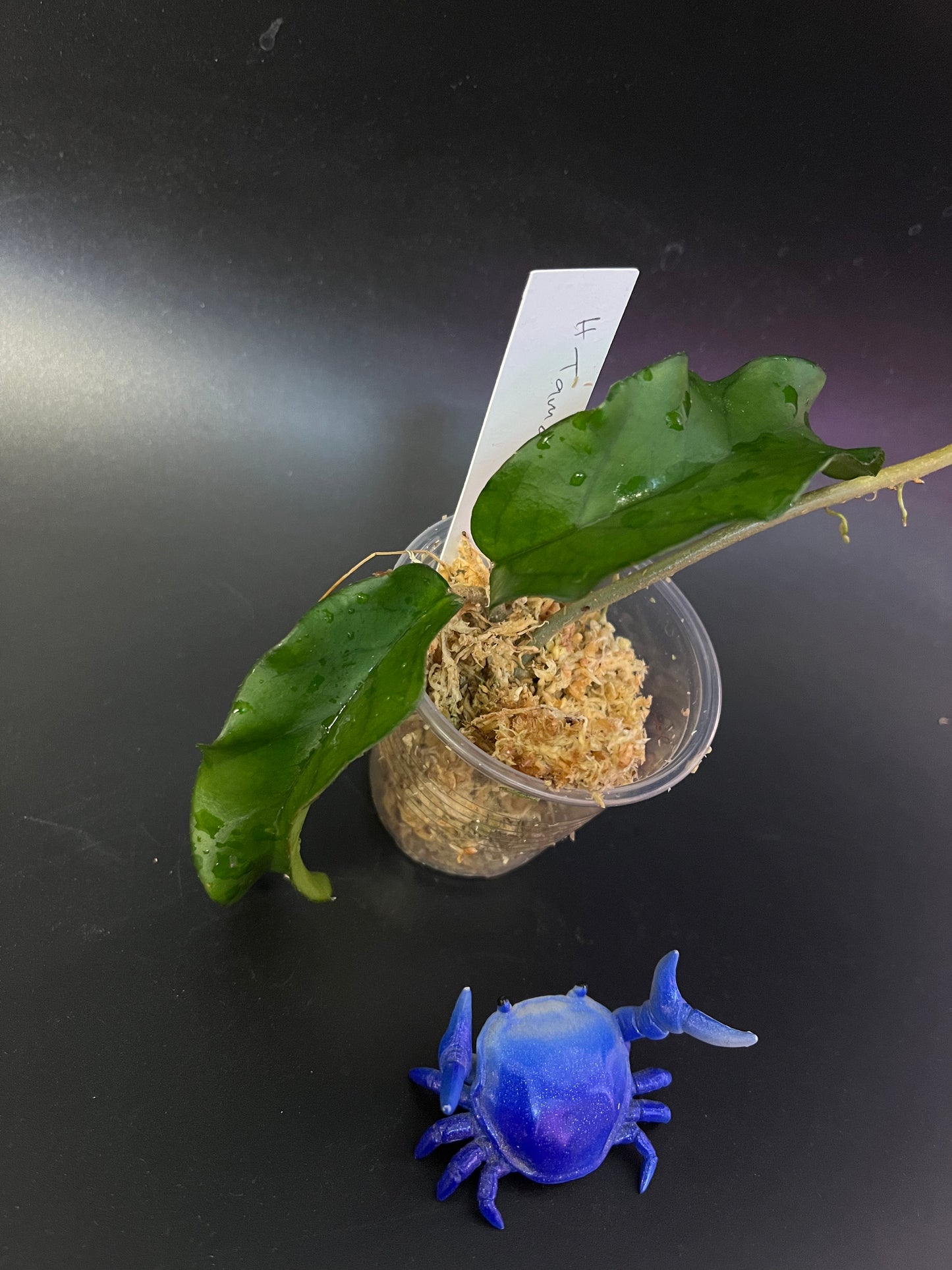 Hoya sp tam Dao - Unrooted