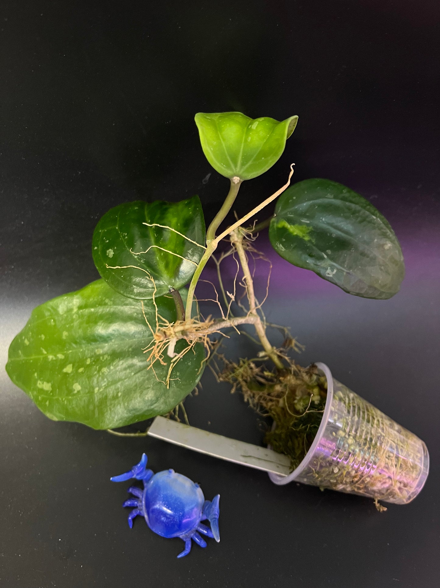 Hoya macrophylla snow queen - Unrooted