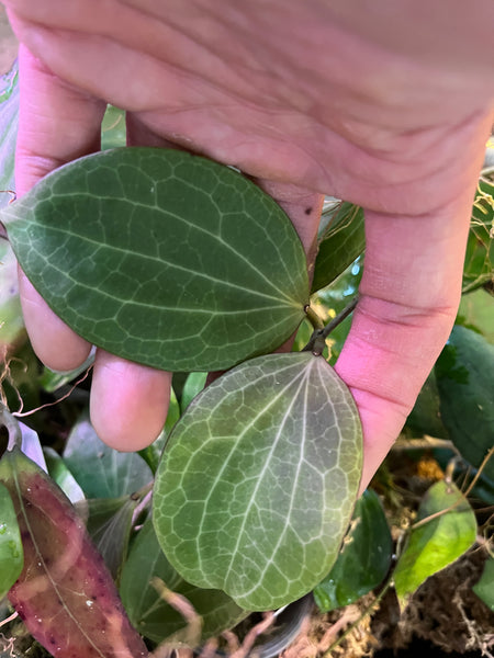 Hoya nicholsoniae - fresh cut