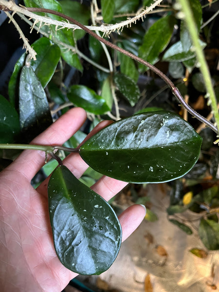 Hoya David’s green cup - 1 node/ 2 leaves - fresh cut - unrooted