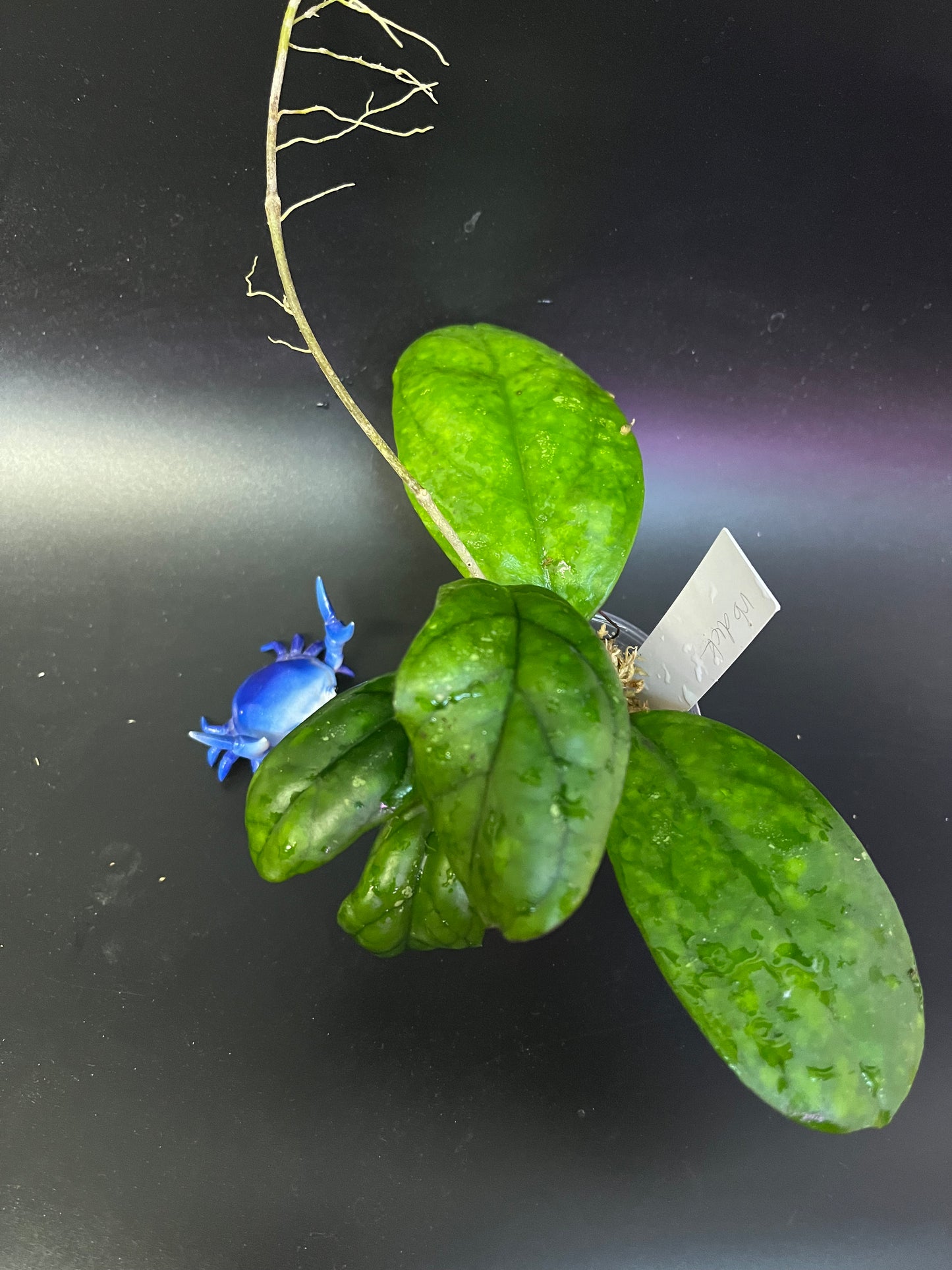 Hoya rb dick - EPC 196 - Unrooted