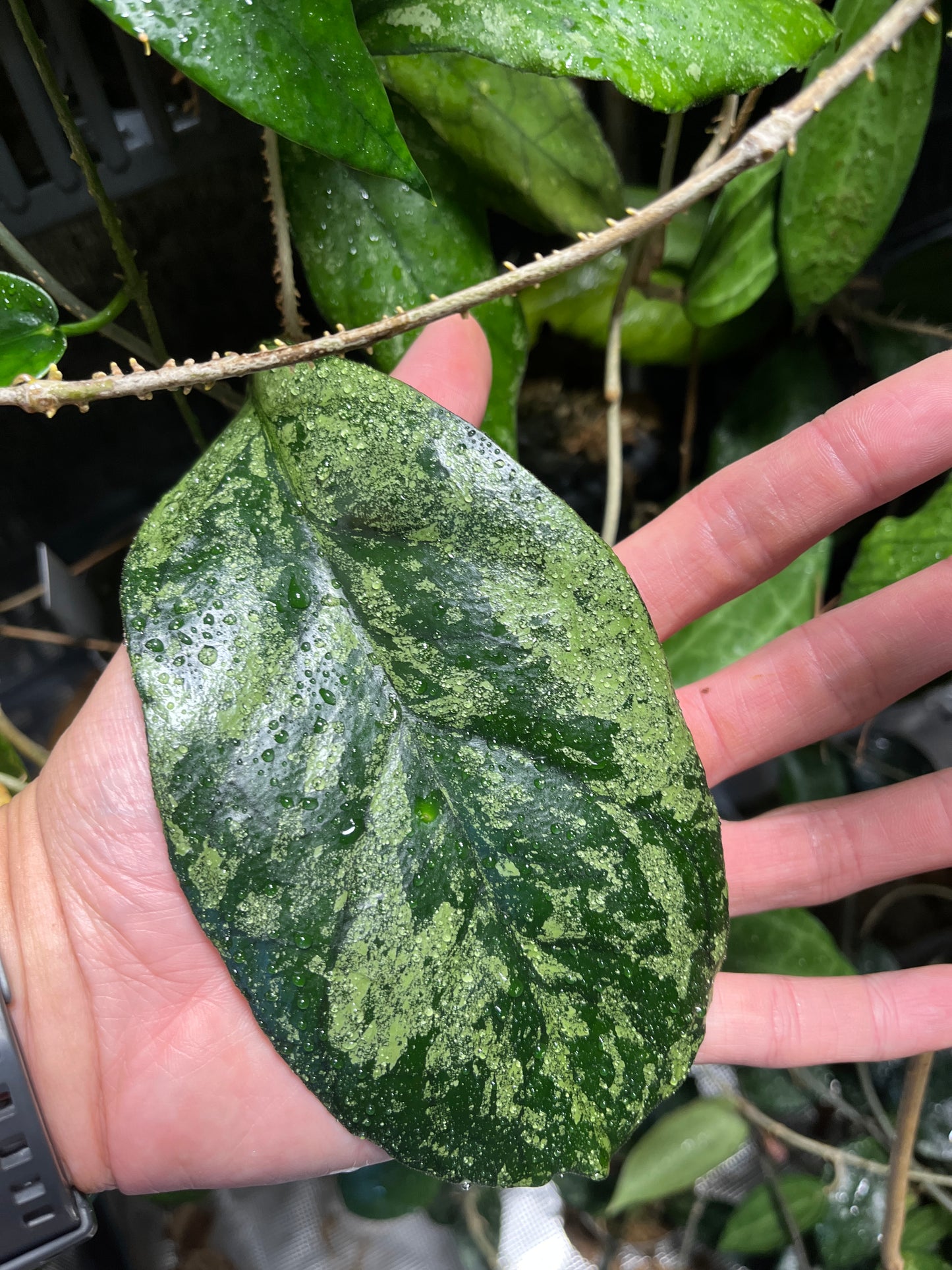 Hoya bahoi - fresh cut 1 node