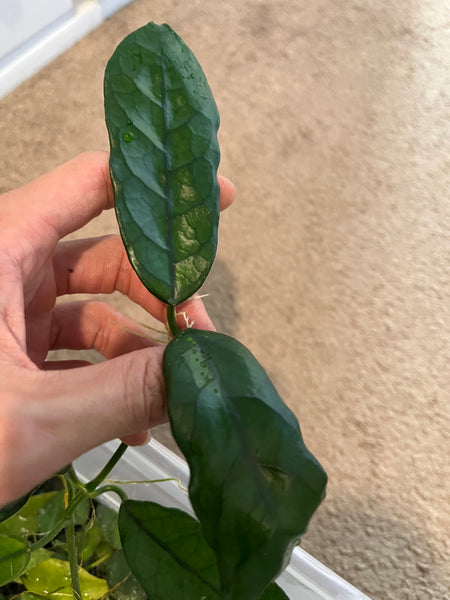 Hoya villosa - long leaf. Unrooted