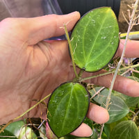 Hoya sp da lat round leaf - fresh cut - 1 node - Unrooted