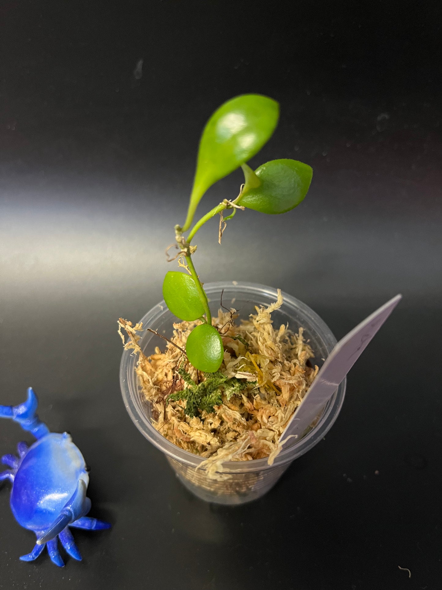 Hoya picta - unrooted