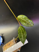 Hoya clandestina pink - fresh cut - 2 node/2 leaves - Unrooted