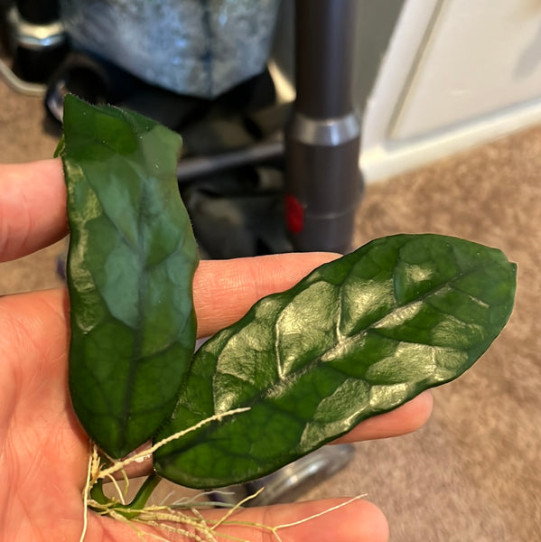 Hoya villosa - long leaf - Unrooted