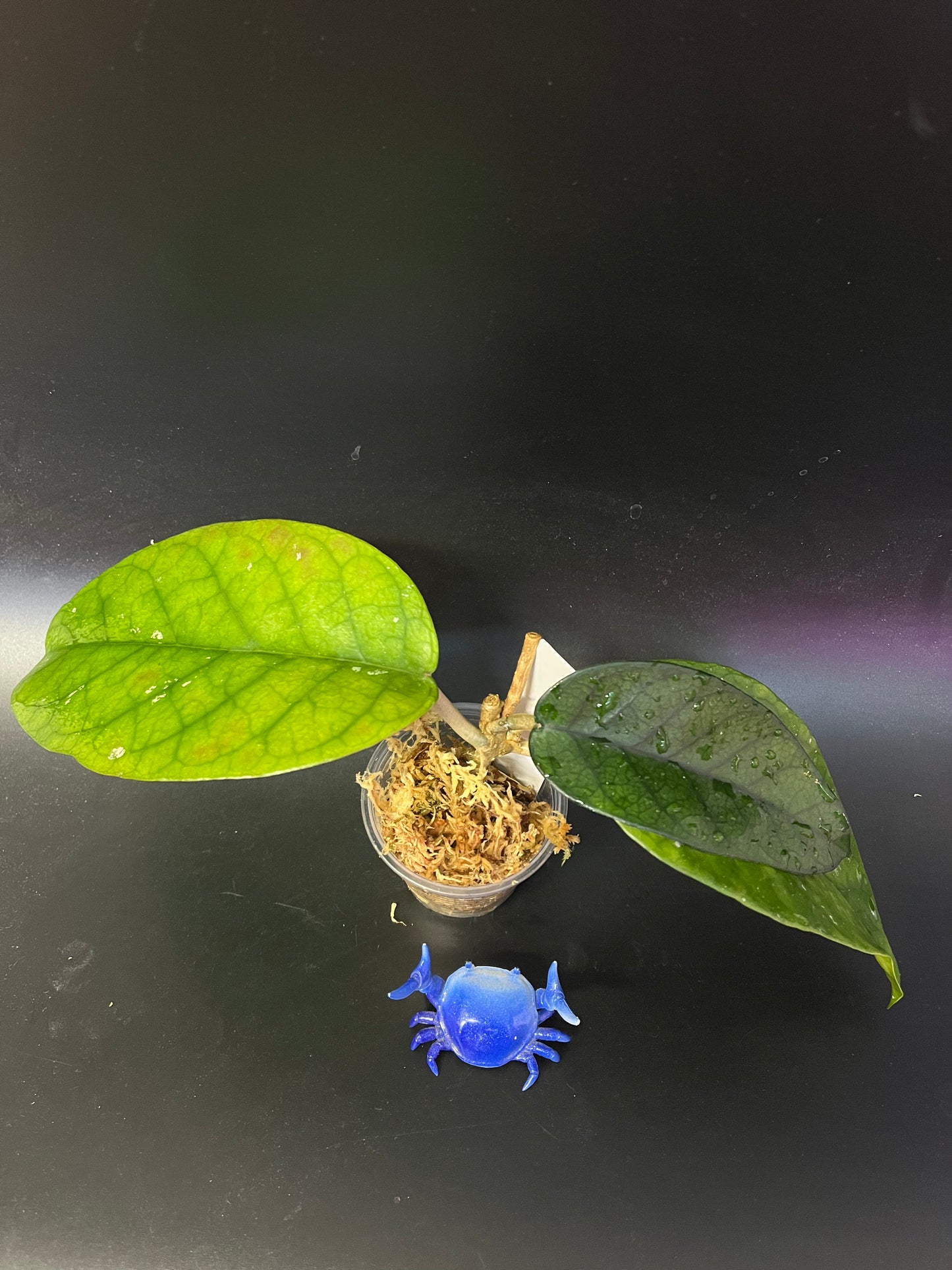 Hoya sp tam Dao - Unrooted