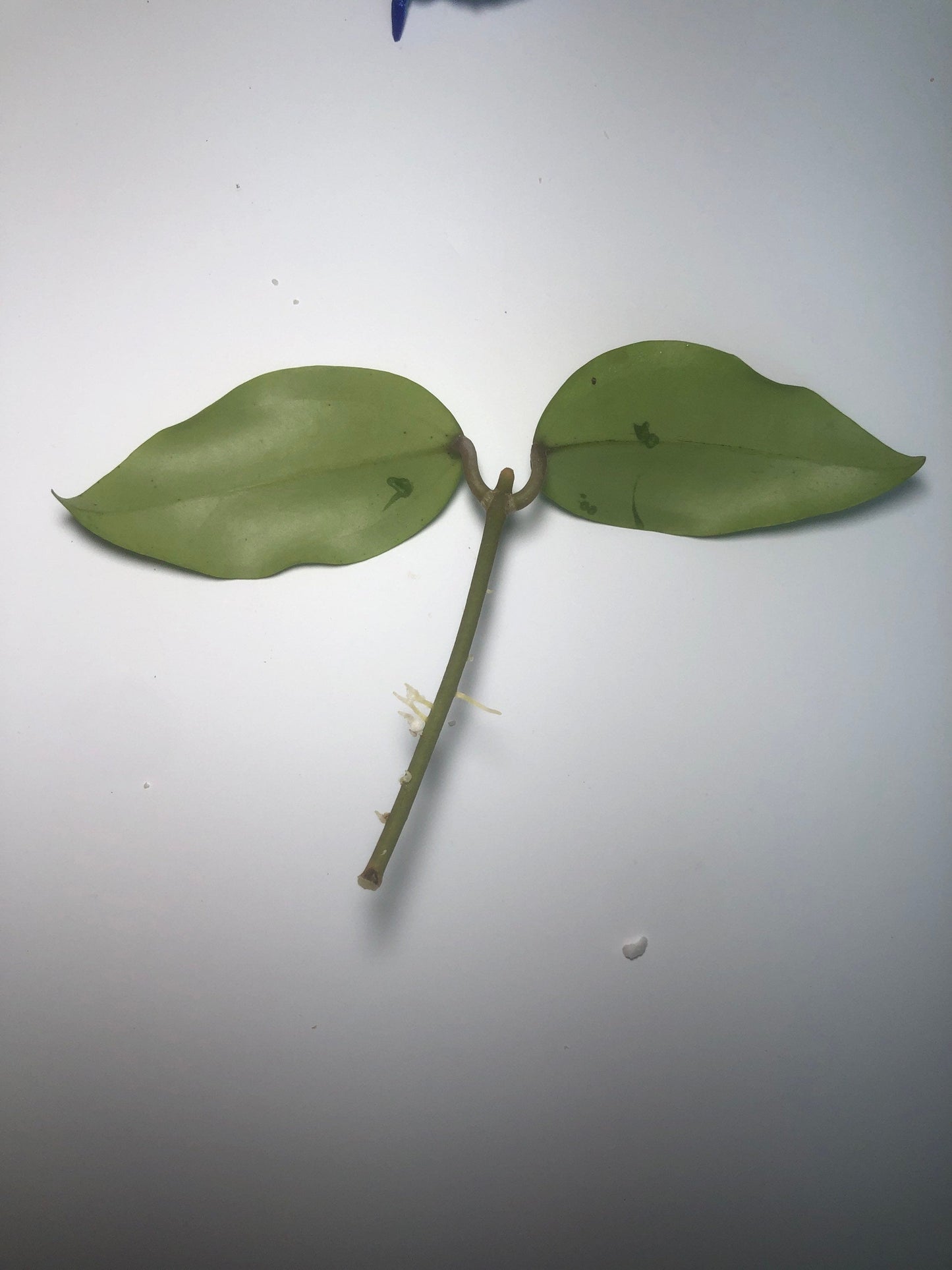 Hoya arnottiana - starting to root.