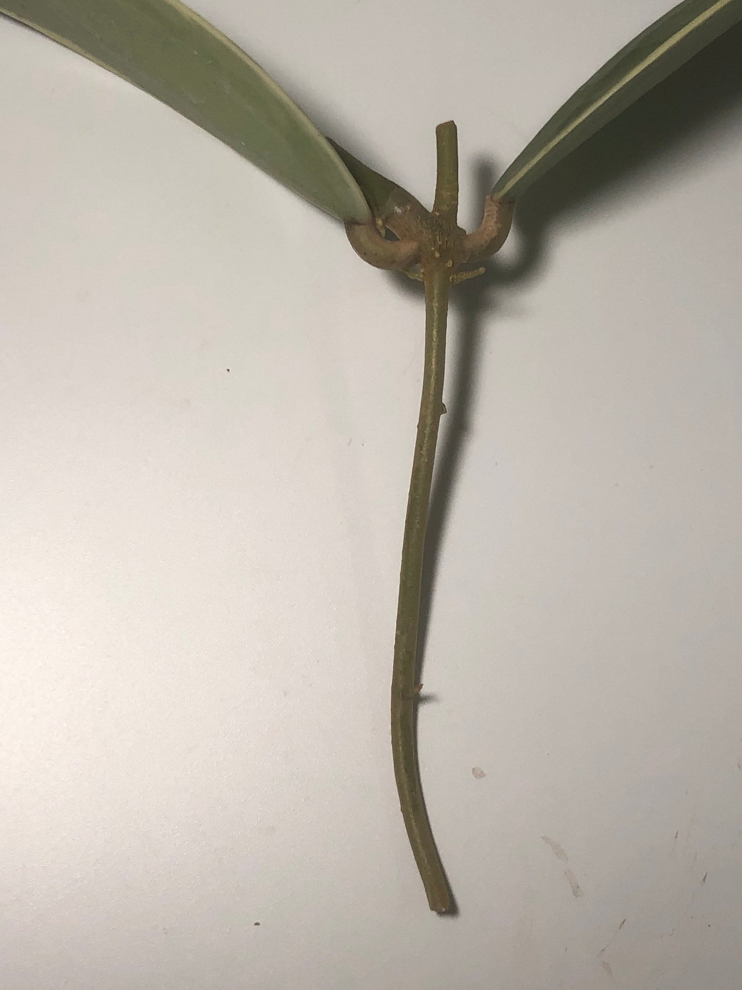 Hoya acuta variegata