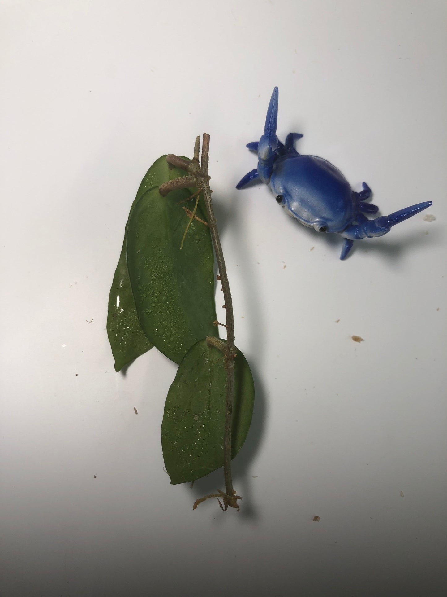 Hoya fitchii - orange