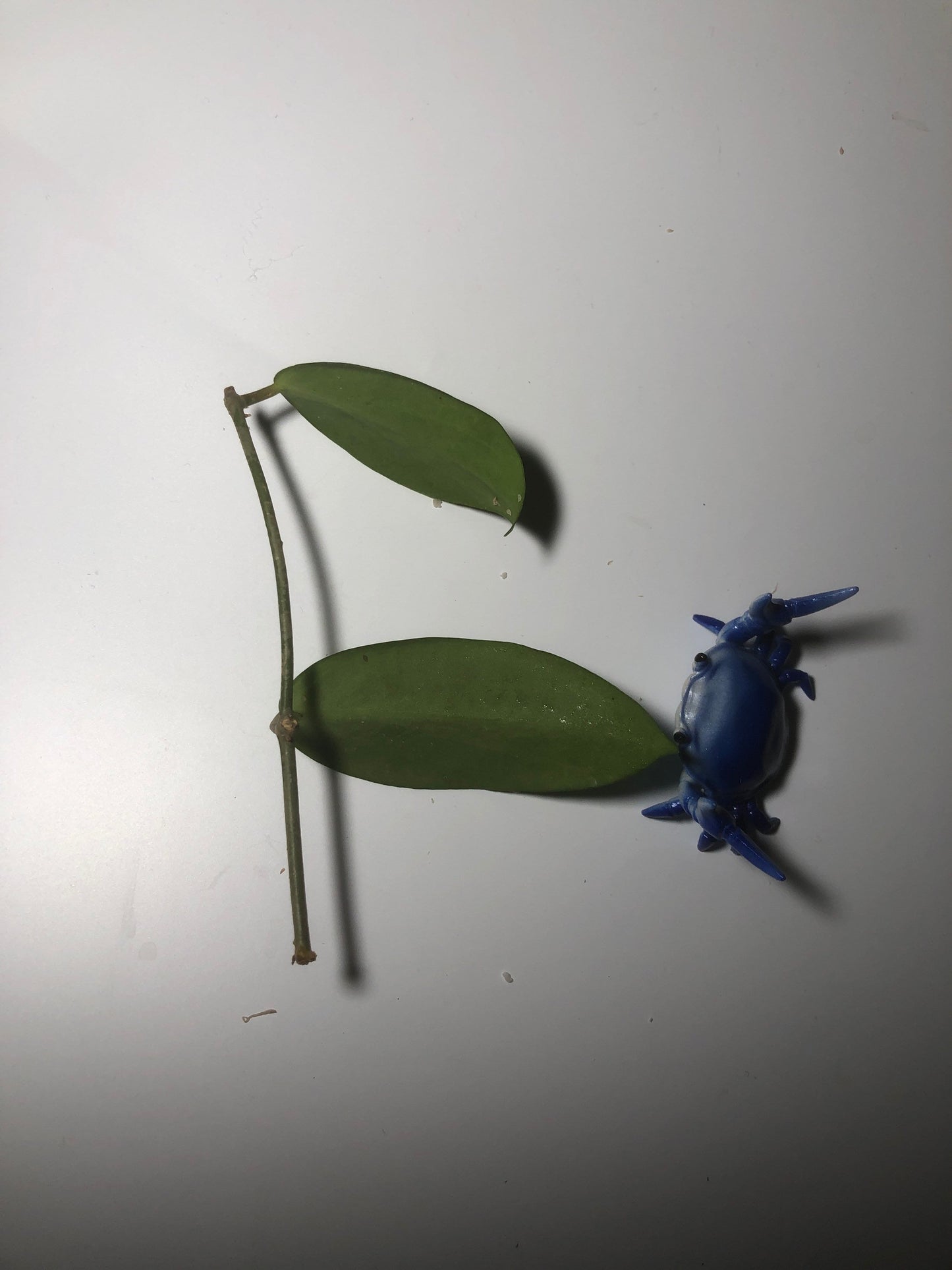 Hoya fitchii - orange