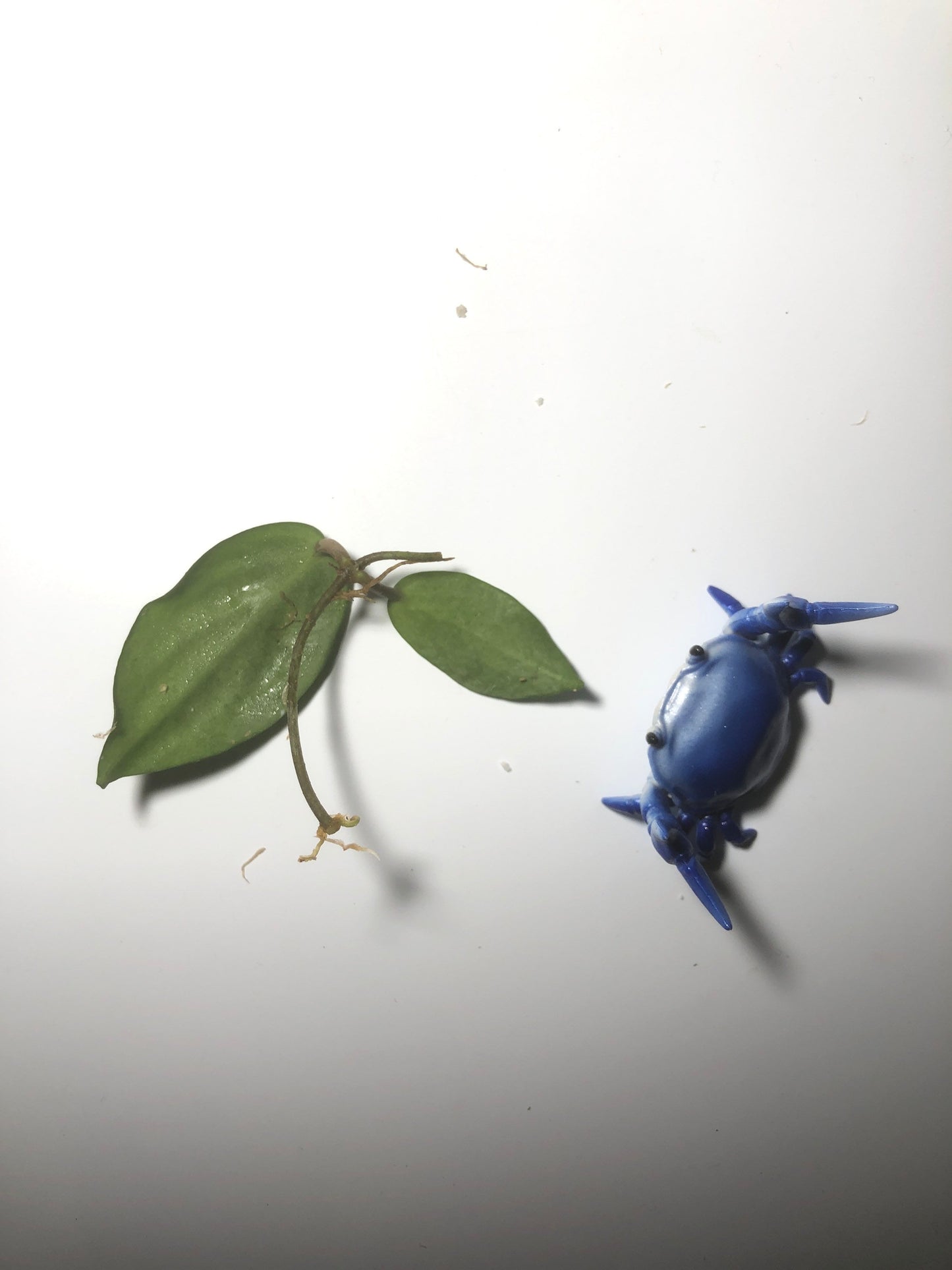 Hoya fitchii - orange