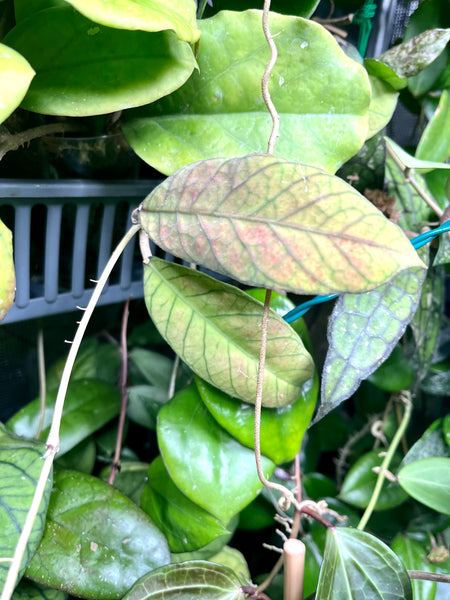 Hoya sabah - 1 node / 2 leaf - Unrooted