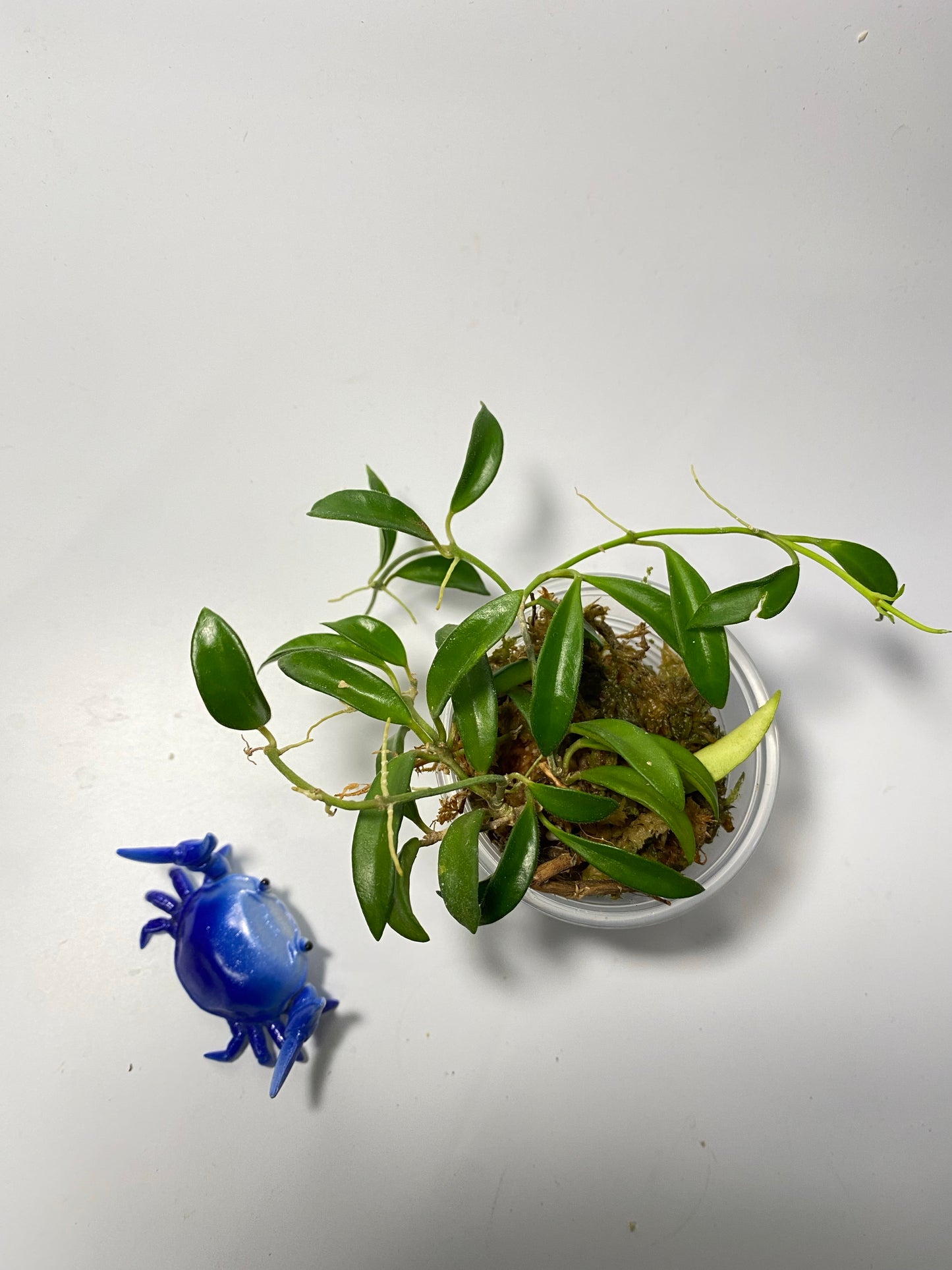 Hoya EPC 319 / PG04 / mini wayettii - active growth