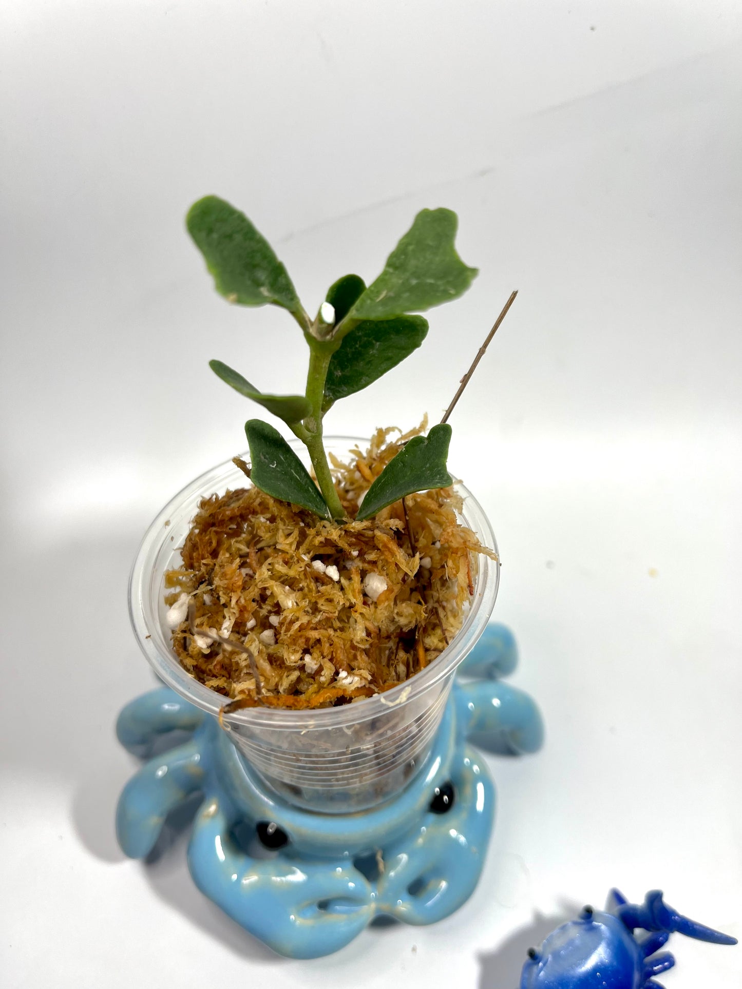 Hoya manipurensis - Unrooted