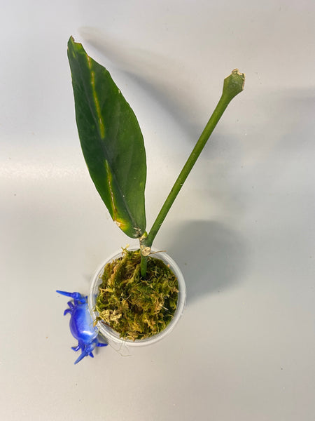 Hoya lobbii - new growth