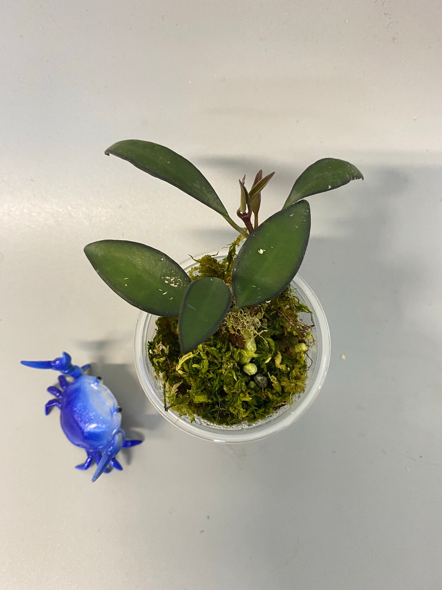 Hoya ‘rosita’- with active growth