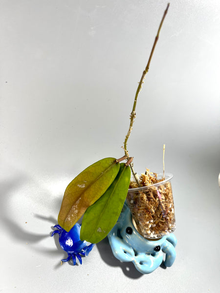 Hoya fauziana sp angulata - Unrooted