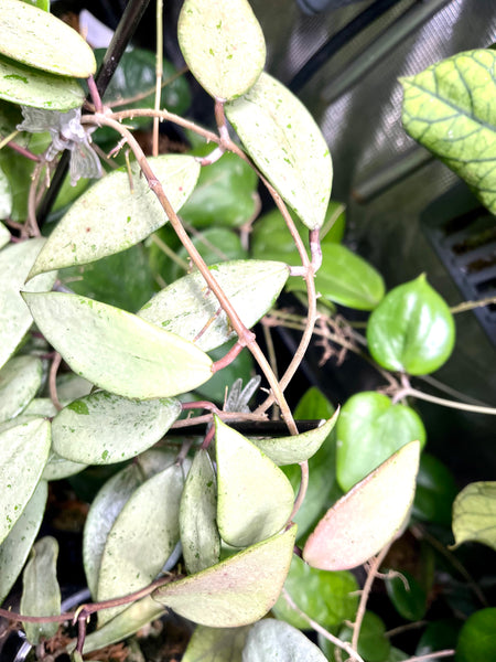 Hoya cui snow - fresh cut - 1 node / 2 leaves - Unrooted