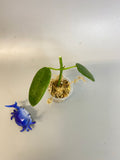 Hoya coronaria white - Unrooted