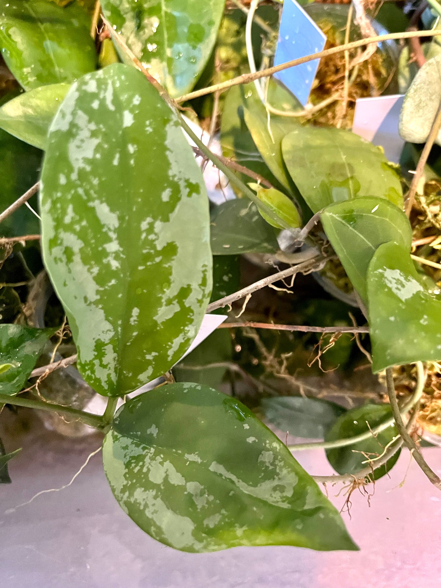Hoya nervosa jokul - fresh cut - Unrooted