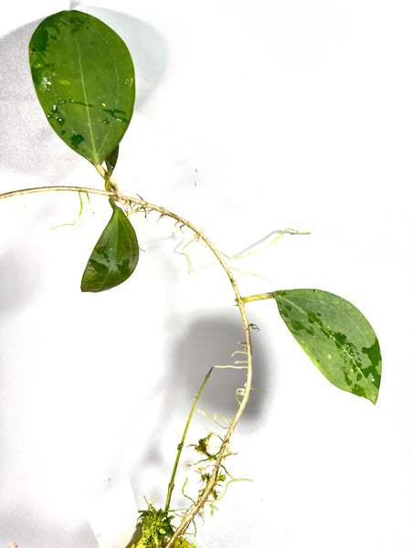 Hoya paulshirleyi - has some roots