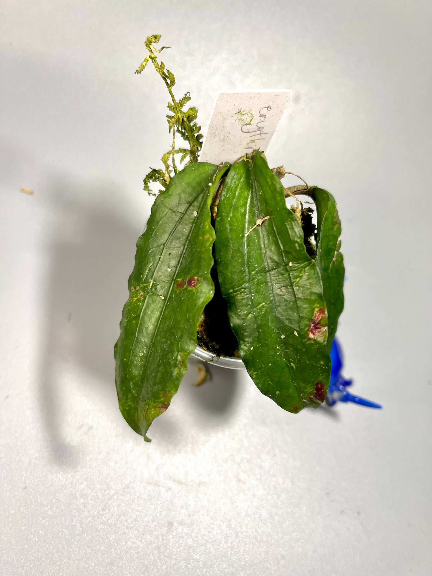 Hoya erythrina - has leaf damage - has some roots