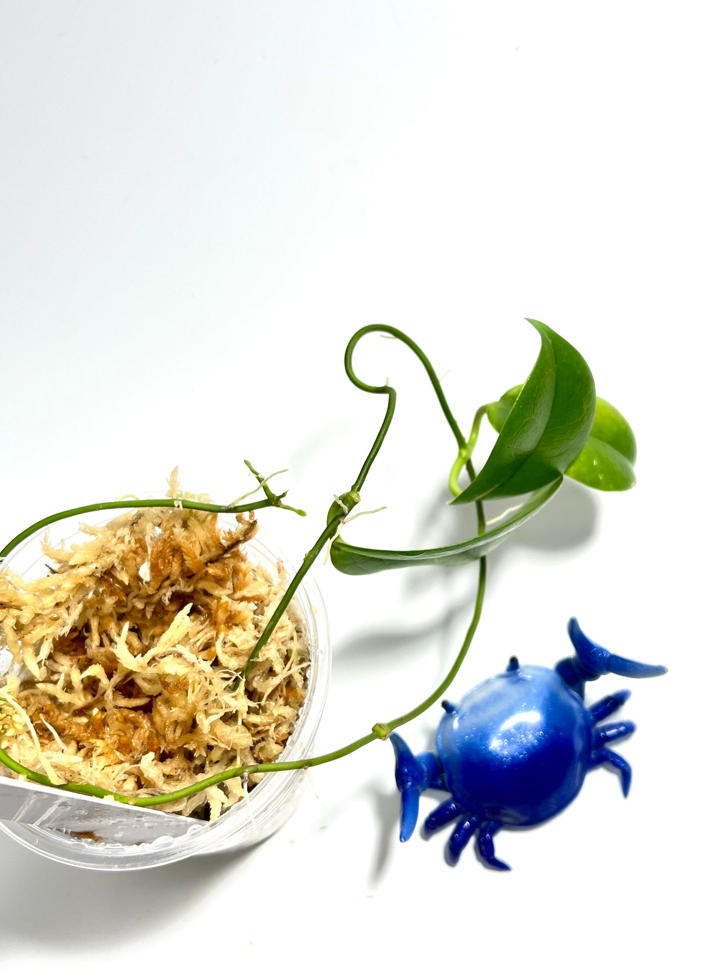 Hoya sp tenaru River - has some roots