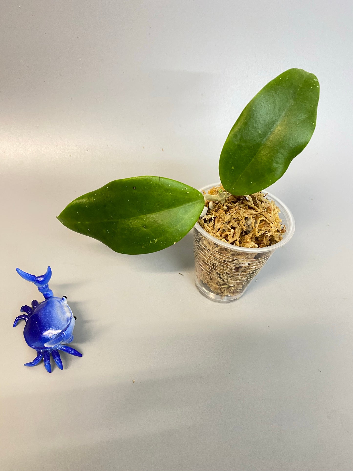 Hoya dr ibok - unrooted