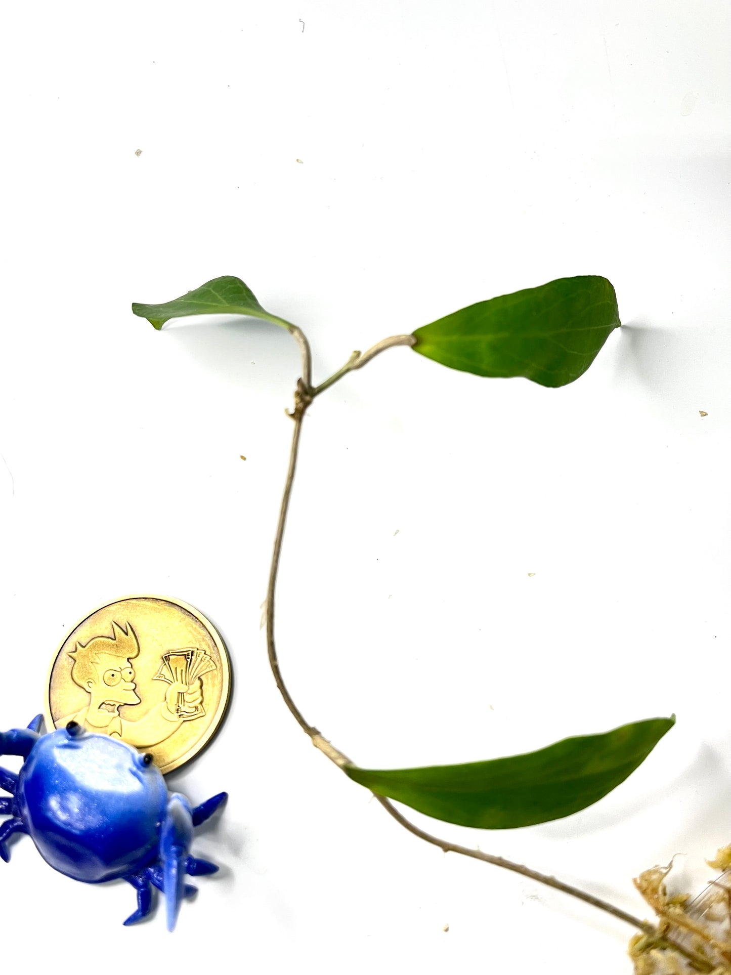 Hoya camphorifolia - Unrooted