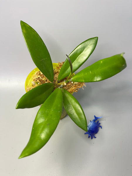 Hoya griffithii - active growth