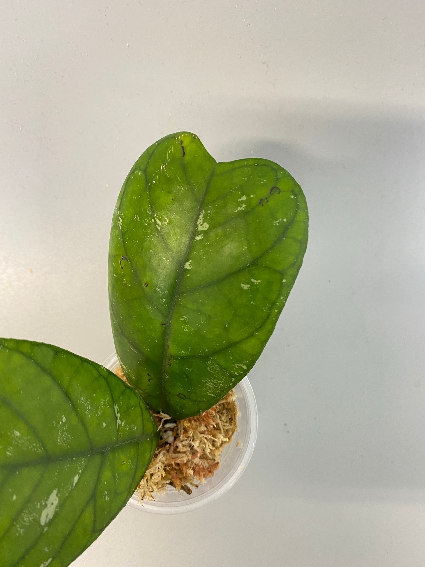 Hoya deykeae - unrooted