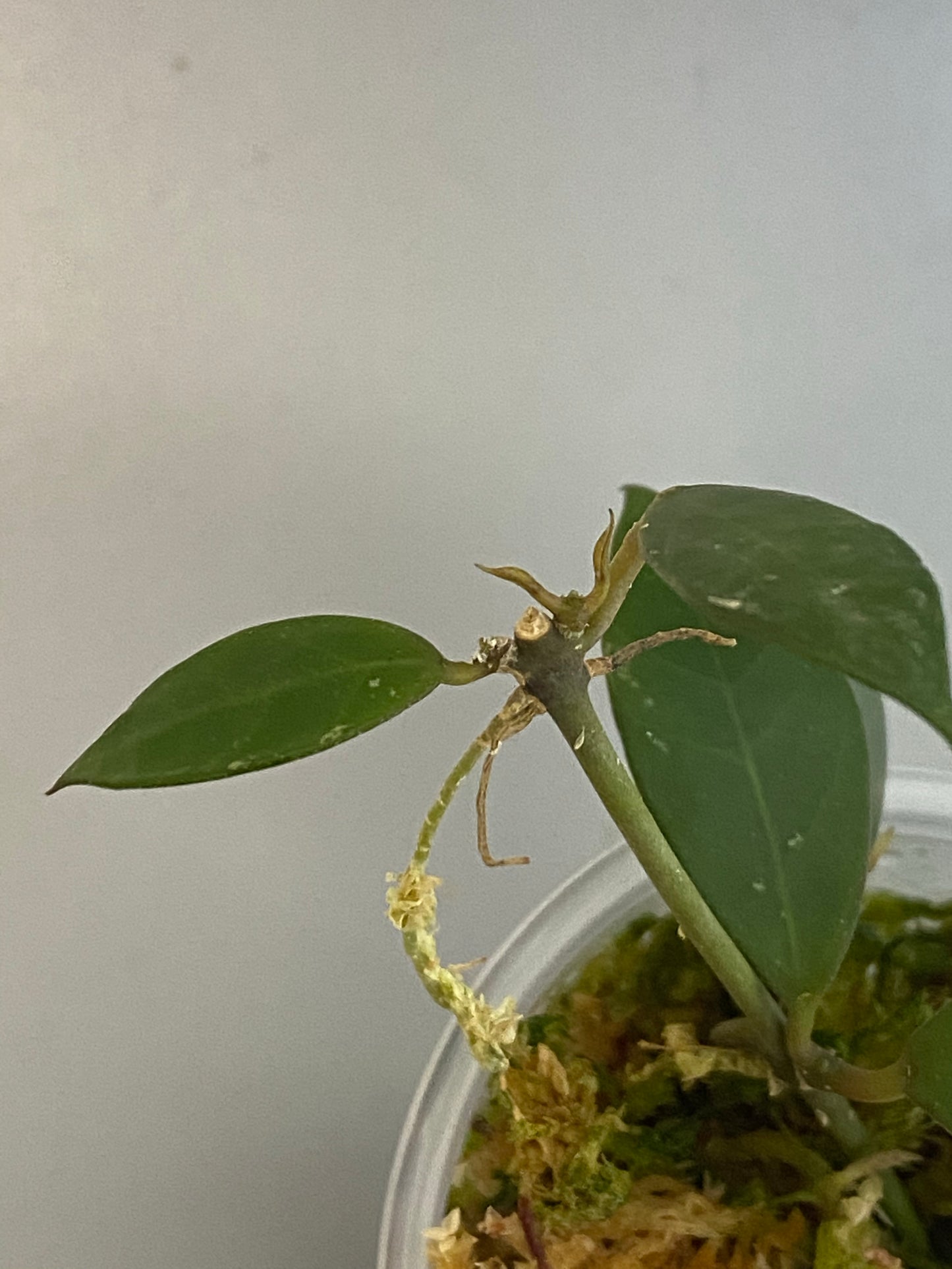 Hoya Rebecca - new growth