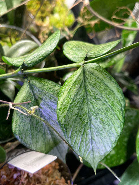 Hoya polyneura broget - fresh cut 1 node