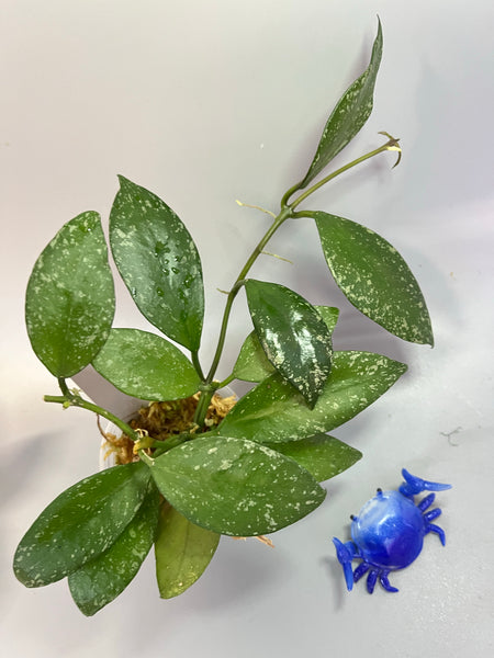 Hoya nabawanensis splash - active growth